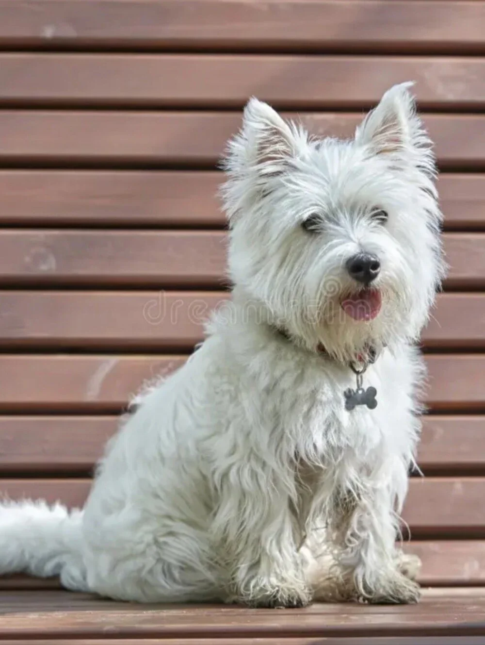 White Westie West Highland Terrier 1